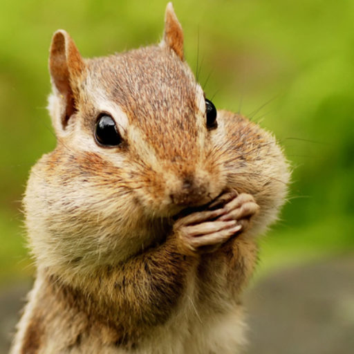cropped-closeup-portrait-of-a-chipmunk-with-her-cheeks-full-1-14.jpg ...